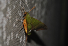 Oryba achemenides