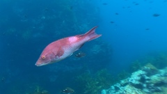 Bodianus unimaculatus