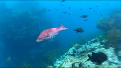 Bodianus unimaculatus