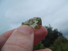 Hypurus bertrandi