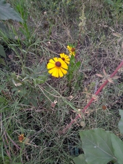 Helenium mexicanum