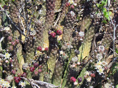 Euphorbia inermis