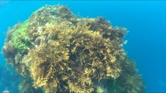 Carpophyllum angustifolium