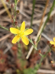 Hypericum gramineum