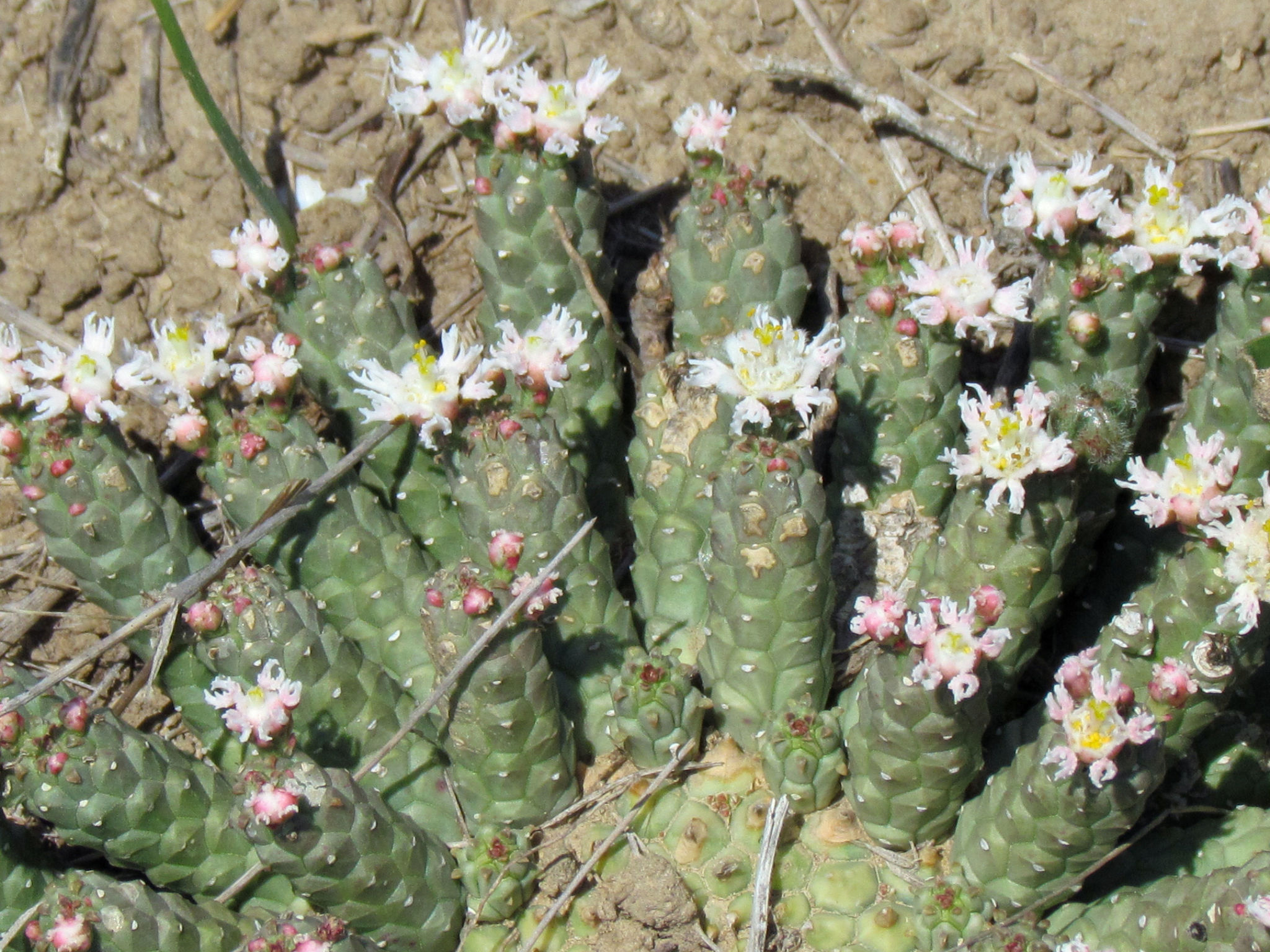 Euphorbia inermis