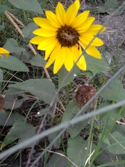 Helianthus annuus