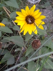 Helianthus annuus