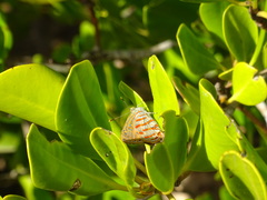 Hypochrysops apelles