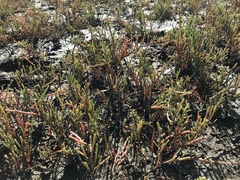 Tecticornia indica