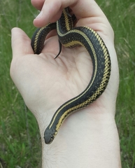 Thamnophis butleri