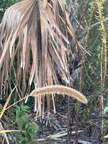 Setaria magna, photograph 5
