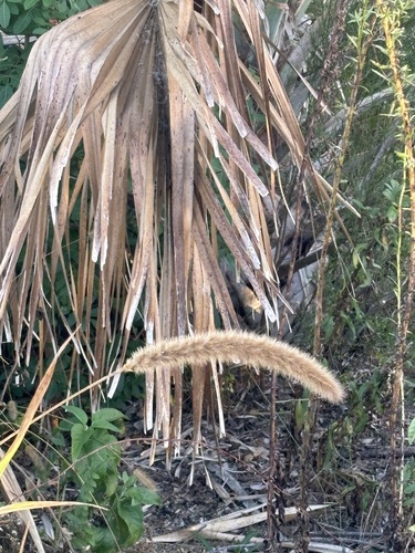 Setaria magna, photograph 6