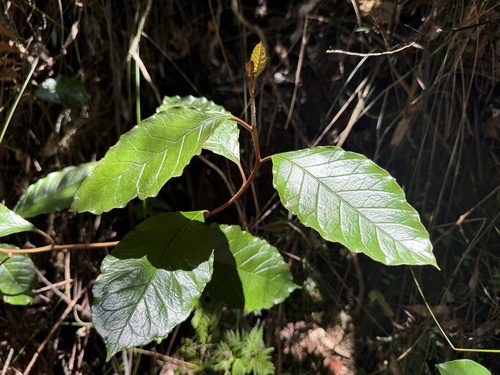 Argophyllum grunowii observed 2025-11-30