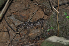 Paleosuchus trigonatus