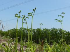 Pteridium latiusculum japonicum