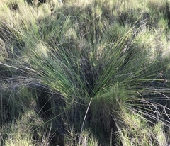 Fimbristylis ferruginea