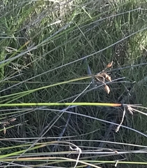 Fimbristylis ferruginea