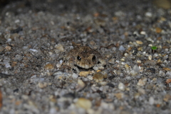 Pristimantis diadematus