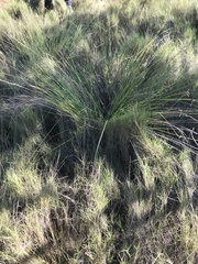 Fimbristylis ferruginea