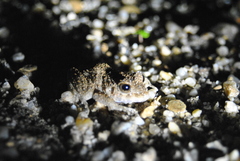 Pristimantis diadematus