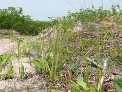 Pteridium latiusculum japonicum