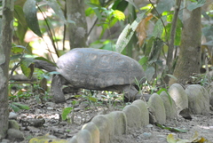 Chelonoidis denticulatus