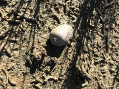 Ellobiidae
