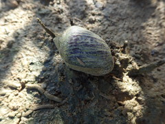 Ellobiidae