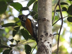 Chrysocolaptes guttacristatus