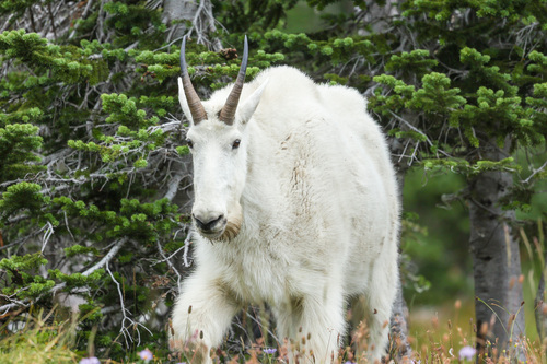 Mountain Goat photographed in Montana