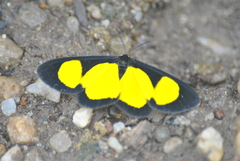 Cyllopoda jatropharia