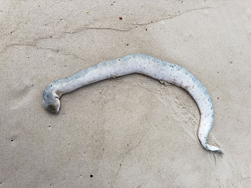 Stokes' Sea Snake sighting