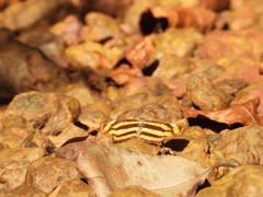 Pantoporia