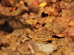 Pantoporia