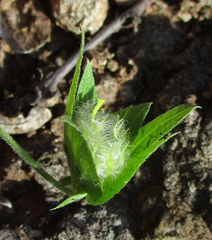 Dalechampia capensis image