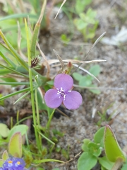 Murdannia spirata