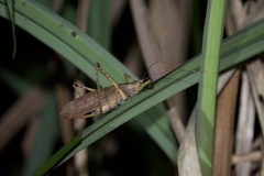 Segestidea queenslandica