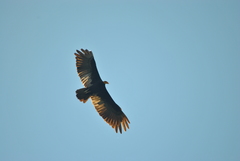 Cathartes melambrotus