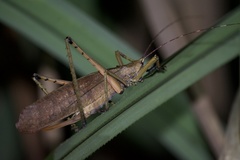 Segestidea queenslandica