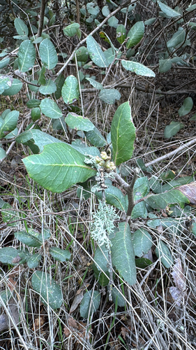 Lemonade Berry seedling