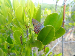 Hypochrysops apelles