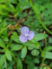 Murdannia striatipetala
