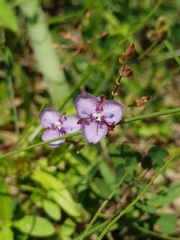 Murdannia striatipetala