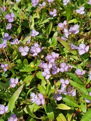 Murdannia striatipetala