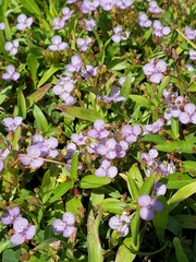 Murdannia striatipetala