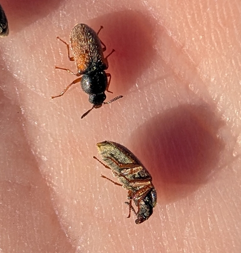 Cradytes serricollis