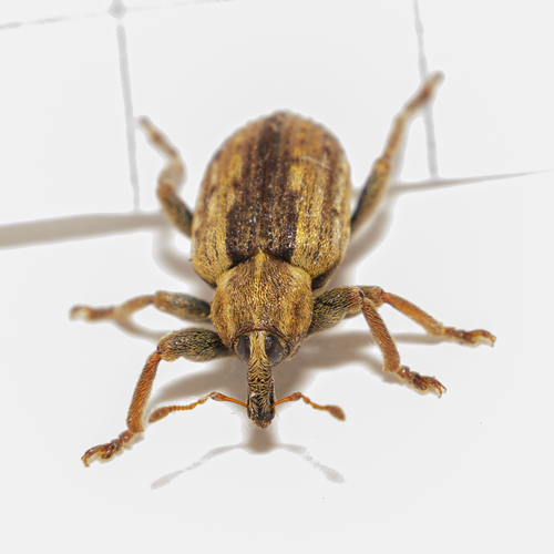 Alfalfa Weevil photo 4