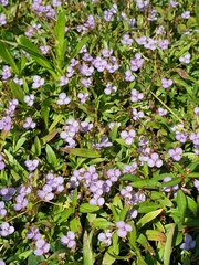 Murdannia striatipetala