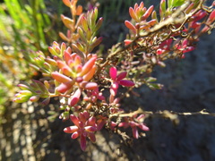 Suaeda australis