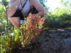 Suaeda australis